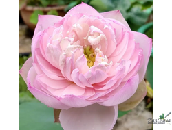 Лотос Амири Камелия