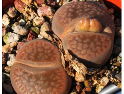 Lithops hookeri C142B (MG-1616.18) - 10 семян