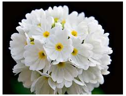 Примула мелкозубчатая Альба (Alba)