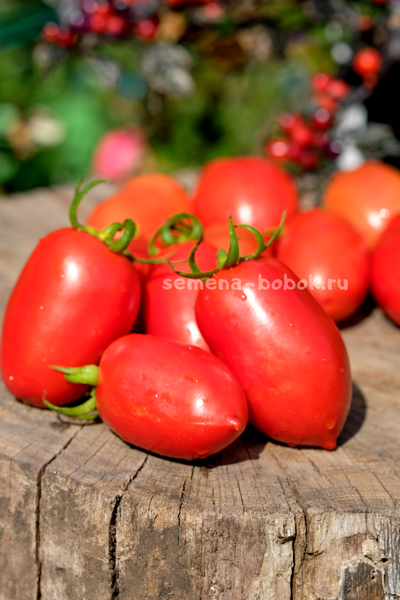 Томат Incas (Инки), 10 шт