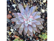 Graptopetalum Rusbyi