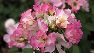 Лиола(Liolà ),Enrico Barni.  .