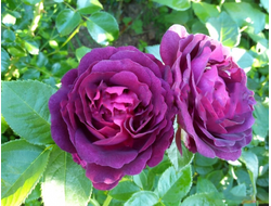 Твайлайт Зоун (Twilight Zone)