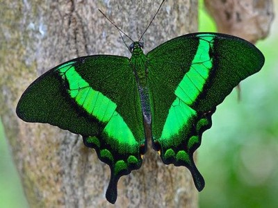 Салют из 7 бабочек яркий микс . от 7 до 16 см.