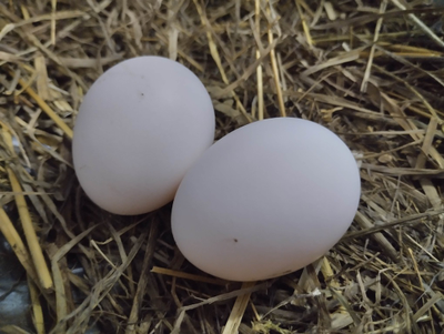 Яйцо молодых кур | ферма СытникЪ