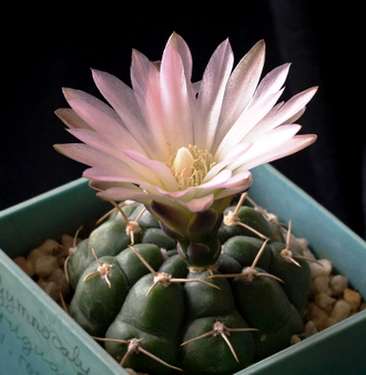 Gymnocalycium uruguayense v.roseiflorum VG-454 (d=10-15mm)