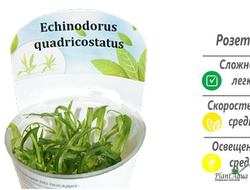 Эхинодорус квадрикостатус
