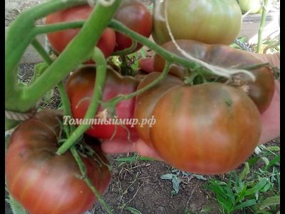 Томат Черный как уголь (Noire Charbonneuse, Канада)