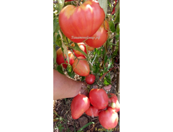 Томат Минусинский властелин