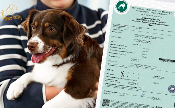 Юта получила результаты тестов на дисплазию суставов