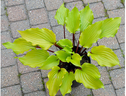 Хоста Holar Garnet Crow