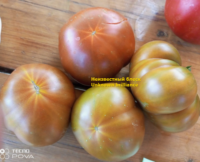 Томат Неизвестный блеск (Unknown brilliance)