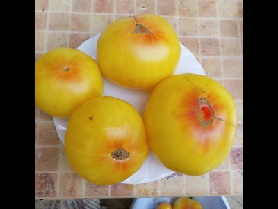 Томат Прелесть Розы (Rose Beauty)