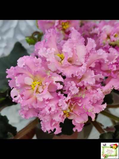 РМ-Саломея (Н. Скорнякова) 2019 г.