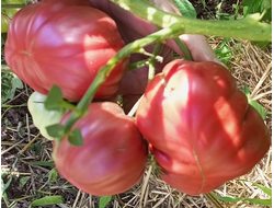 Томат Кудрявый Морателла (Rizado de Morratella )