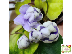 ЛЕ-Хрустальный Водопад Голд (Е. Лебецкая /С. Новгородова) 2018 трейлер