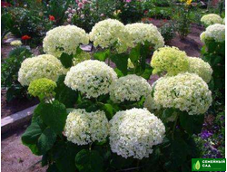 ГОРТЕНЗИИ ДРЕВОВИДНЫЕ