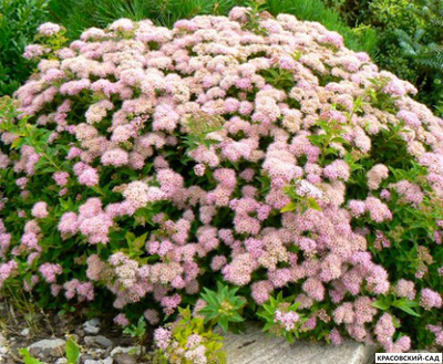 Спирея Манон - Manon