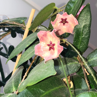 Hoya Patella Pink