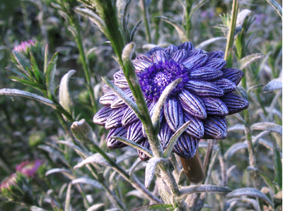 Мистическое кольцо "Цветок Феи Лилак"