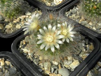 Mammillaria bocasana (D=35-40mm)