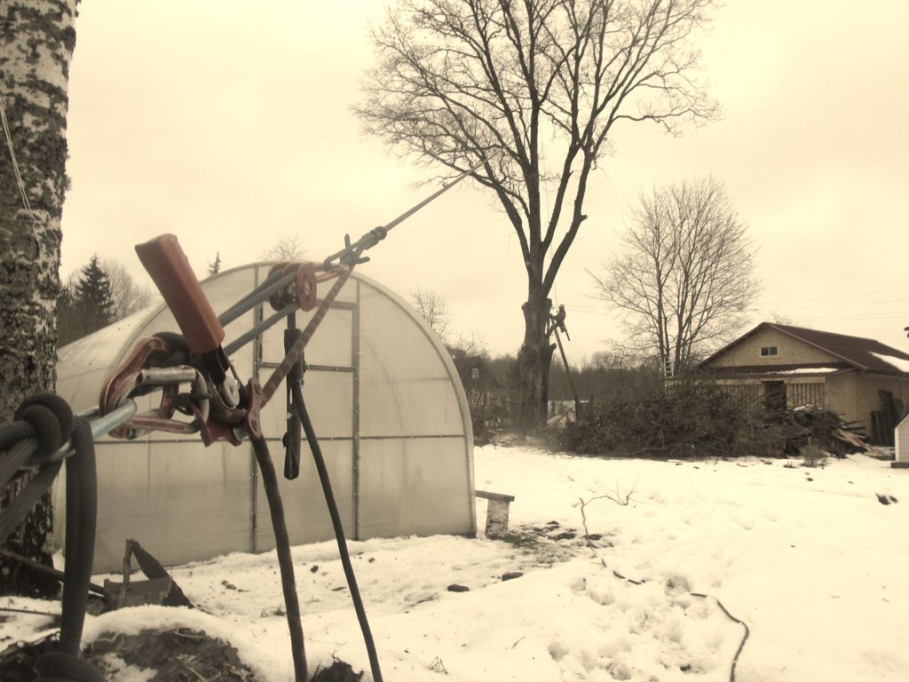 Валка (спил) сложных деревьев