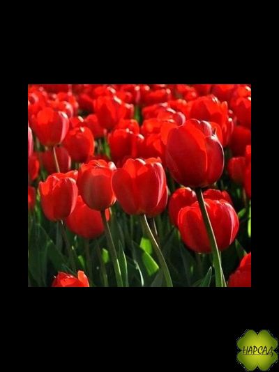 ТЮЛЬПАН триумф "ГОЛЛАНДИЯ" (1шт)