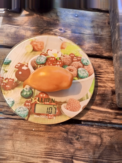 Томат Буратино золотой