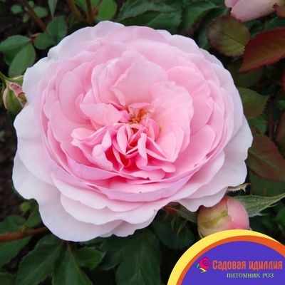 Оливия Роуз (Olivia Rose)