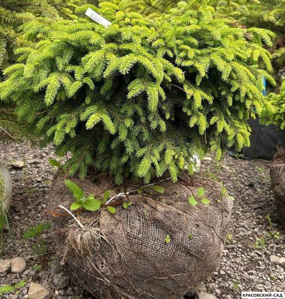 Ель Нидиформис Nidiformis