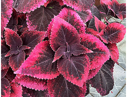 Колеус Mariposa