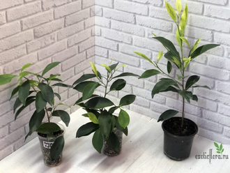 Ficus Microcarpa (Retusa) Mutabilis / фикус ретуза мутабилис