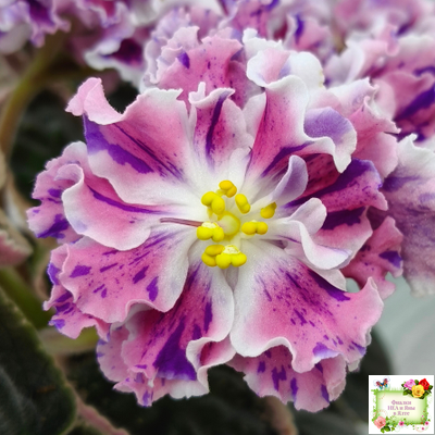 ТФ-Confetti (Т. Фурлетова) 2024 г. (лист с детками посажен 13.07.25)