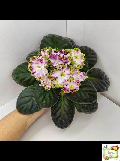 КО-Петушок Золотой Гребешок (О. Кособокова) 2016