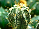 Astrophytum  ornatum  Hannya JAPAN  (D=30 mm)