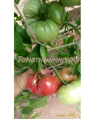 Томат Полярная звезда, (Поларис, Polaris)