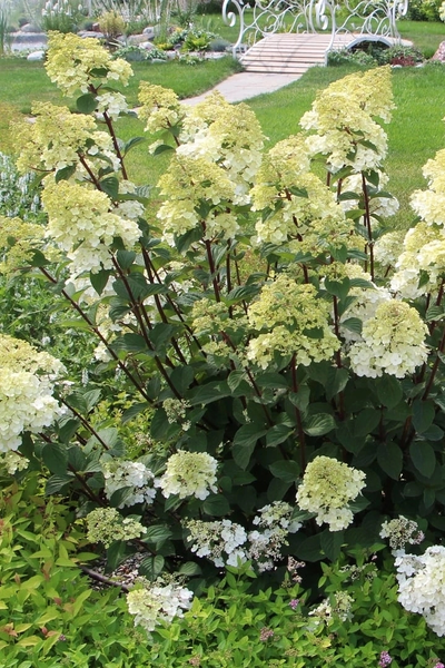 Гортензия метельчатая Самарская Лидия