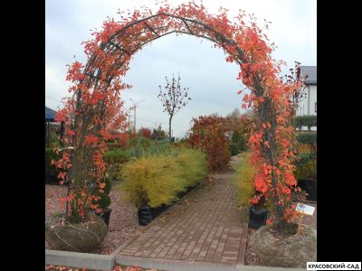 Арка из Ирги канадской - Amelanchier canadensis