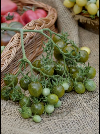 Томат Sister keyes (Систер Киз), 10 шт