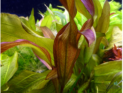 Эхинодорус Fancy Twist (меристемный) Азия