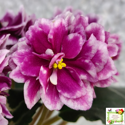 АВ-Последняя Любовь Самурая (Фиалковод) 2021 г.