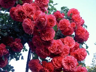 Роза плетистая Розариум Ютерсен   2-й сорт