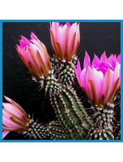 Echinocereus palmeri SB 184