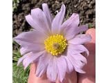 Pulsatilla  Папагено нежно-лиловый