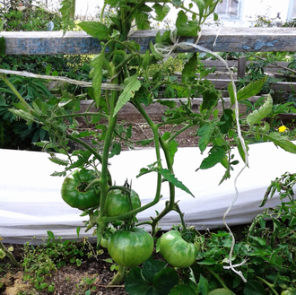 Семена томата Сладкий розовый