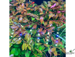 Людвигия болотная зеленая (пучок)