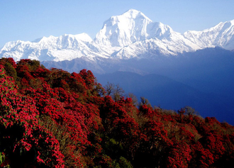 Рододендрон древесный (Rhododendron anthopogon), цветки, 1 г - 100% натуральное эфирное масло