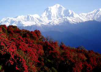 Рододендрон древесный (Rhododendron anthopogon), цветки, 2 г - 100% натуральное эфирное масло