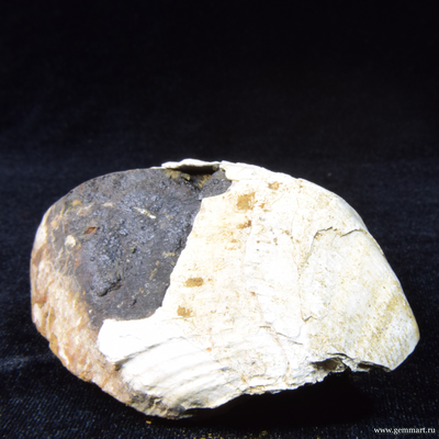 Керченит, барит на псиломелане, в полости ракушки. 86*57*43мм.