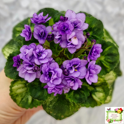 Little Caboose (H. Pittman) (гёрл-лист с кроновой пестролистностью)